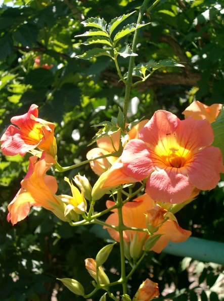 コンデジまとめ売り QV-R4 IXYPC1001 F401 PC1108 L コンデジまとめ