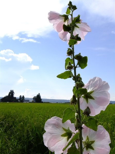 富士フイルム FinePix Z800EXR [ピンク]投稿画像・動画 - 価格.com