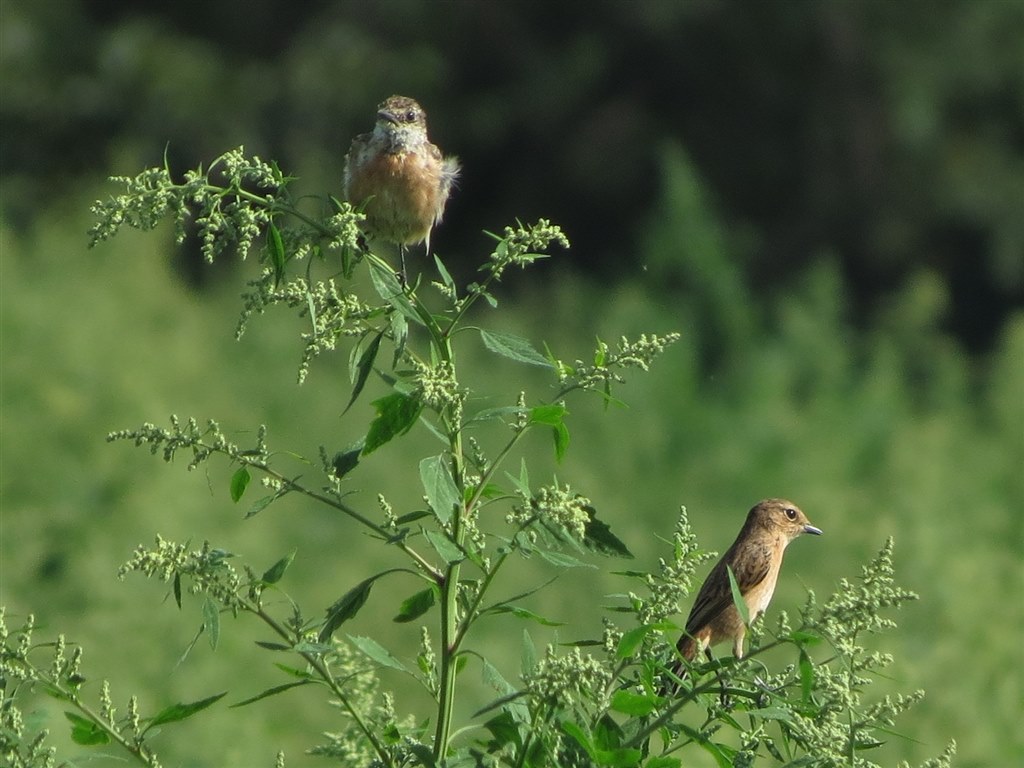 お気楽野鳥撮影を楽しもう Part 11 Canon Powershot Sx40 Hs のクチコミ掲示板 価格 Com お気楽野鳥撮影を楽しもう Part 11 Canon Powershot Sx40 Hs のクチコミ掲示板 価格 Com