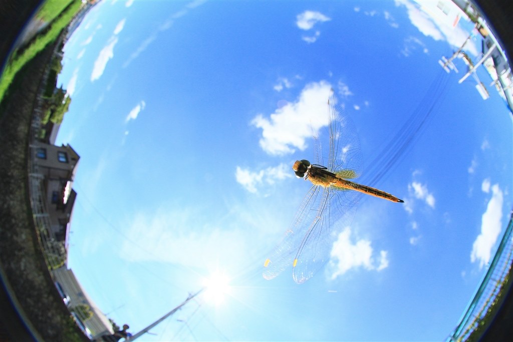 飛行機を撮影してきました。』 シグマ 15mm F2.8 EX DG DIAGONAL 飛行機を撮影してきました。』 シグマ 15mm F2.8 EX DG DIAGONAL