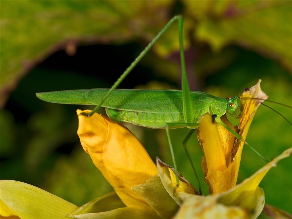 PENTAX - ペンタックスリングストロボAF160FC ペンタックス、リングストロボ「AF160FC」 - 価格.com