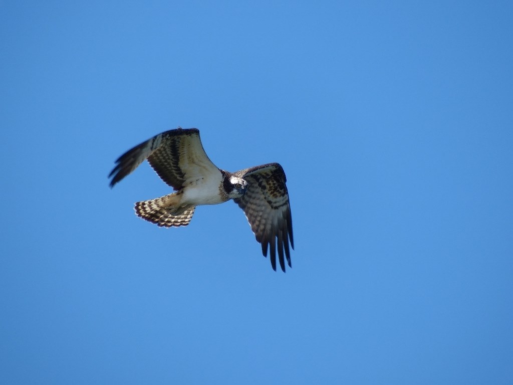 Fz0 Tcon 17xでミサゴを撮る パナソニック Lumix Dmc Fz0 のクチコミ掲示板 価格 Com