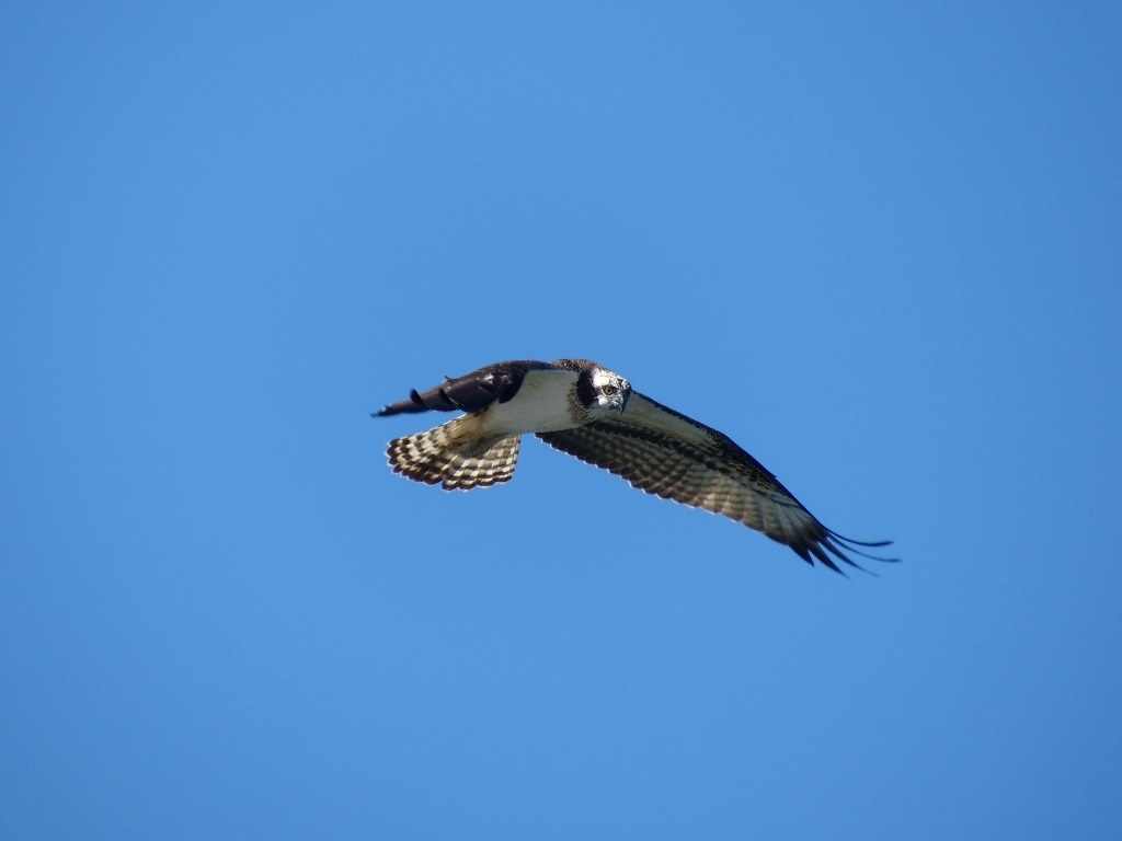 Fz0 Tcon 17xでミサゴを撮る パナソニック Lumix Dmc Fz0 のクチコミ掲示板 価格 Com