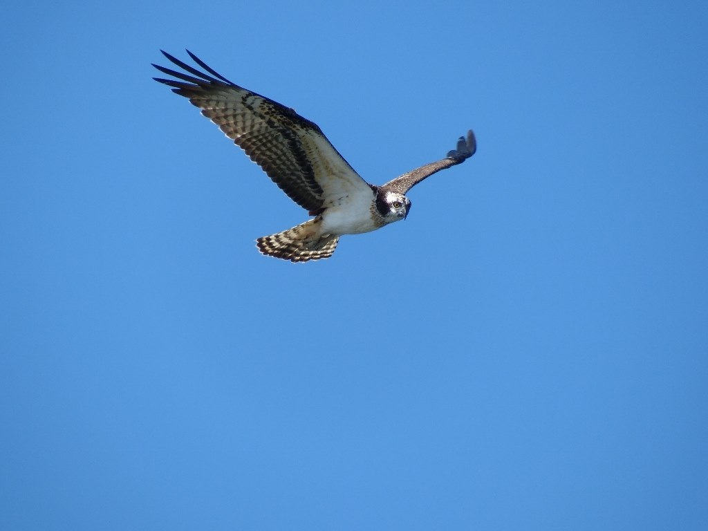 Fz0 Tcon 17xでミサゴを撮る パナソニック Lumix Dmc Fz0 のクチコミ掲示板 価格 Com