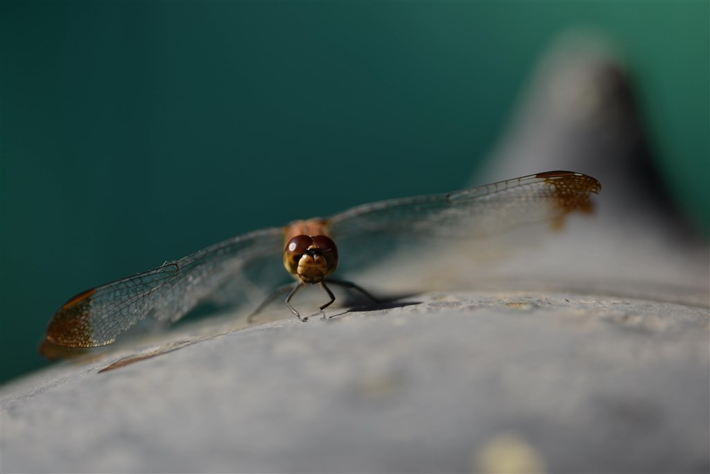 優秀なレンズだと思います』 シグマ APO MACRO 180mm F2.8 EX DG