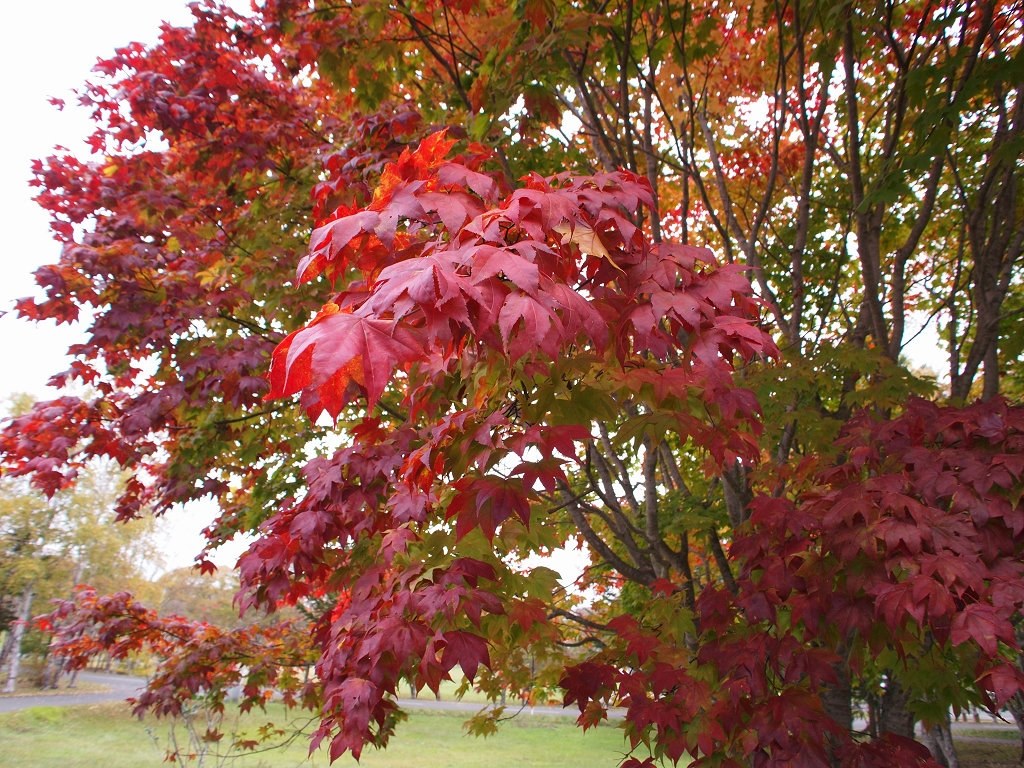 ワイコン（DMW-GWC1）装着』 パナソニック LUMIX G 14mm/F2.5 ASPH. H