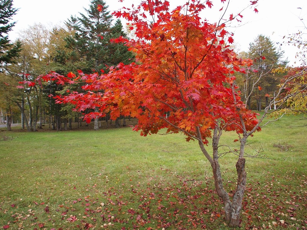 ワイコン（DMW-GWC1）装着』 パナソニック LUMIX G 14mm/F2.5 ASPH. H