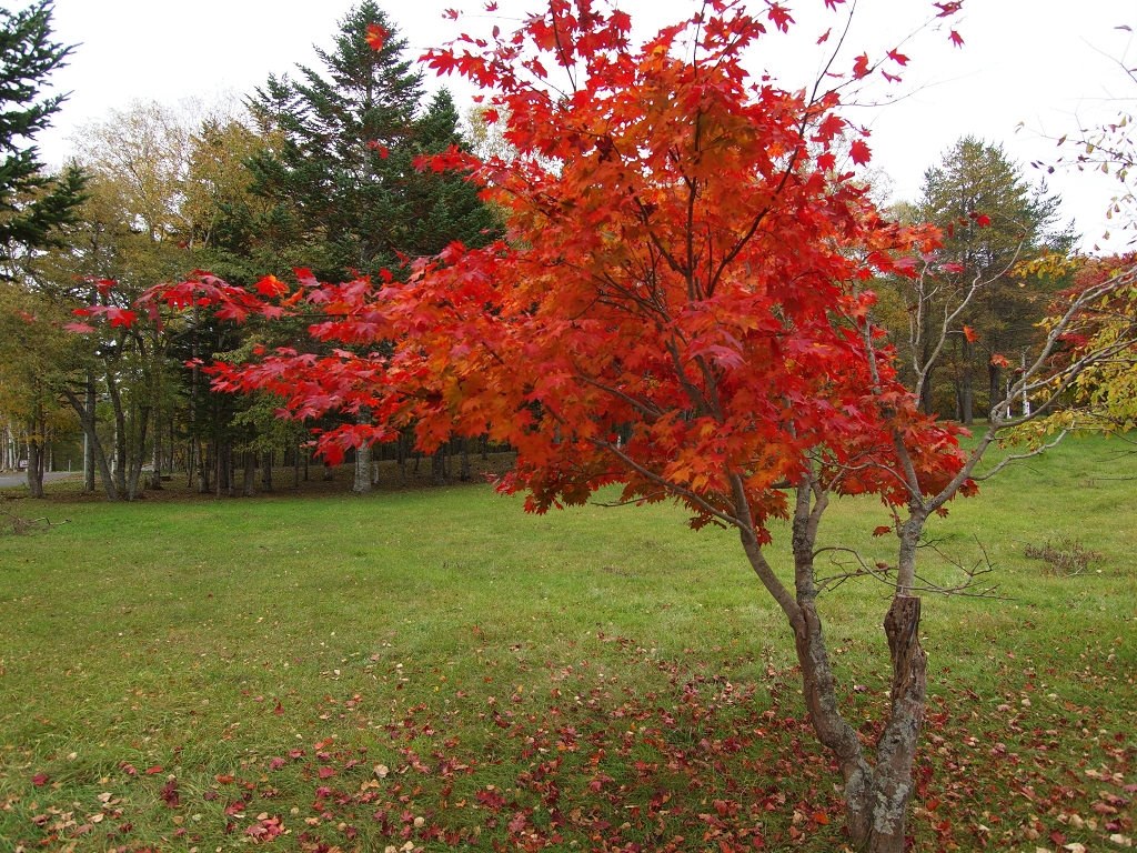 ワイコン（DMW-GWC1）装着』 パナソニック LUMIX G 14mm/F2.5 ASPH. H