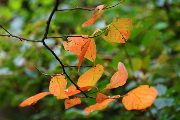 D40とつづる晩秋から初冬 『紅葉・お鍋・イルミネーション