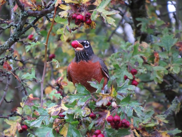 SX50HS お気楽野鳥撮影を楽しもう！』 CANON PowerShot SX50 HS の 