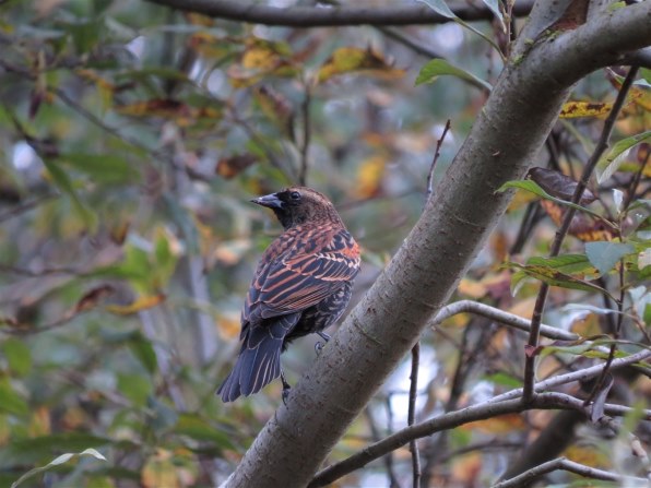 SX50HS お気楽野鳥撮影を楽しもう！』 CANON PowerShot SX50 HS の 