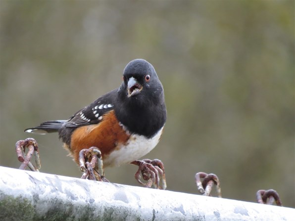 SX50HS お気楽野鳥撮影を楽しもう！』 CANON PowerShot SX50 HS の 