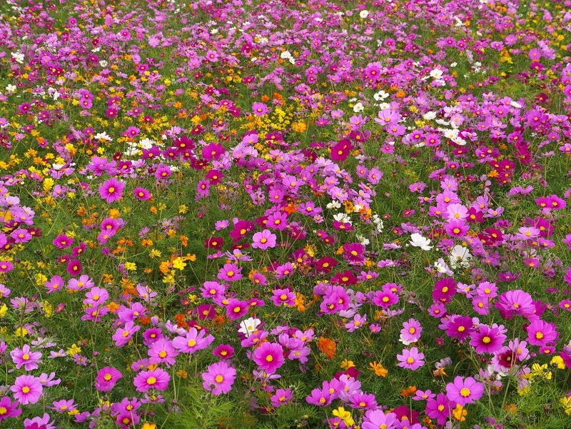 Panasonic LUMIX DMC-LF1 コンデジ 作例有 144:『Panasonic LUMIX DMC-LF1 』 | KASYAPA