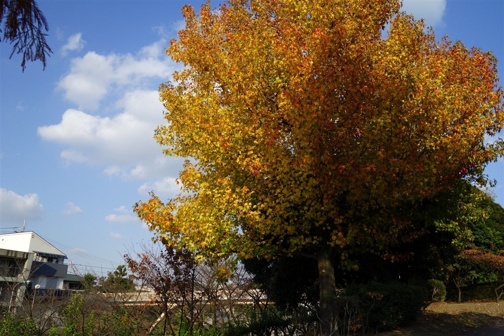 赤外線写真を撮ってみた』 SONY サイバーショット DSC-RX100 の