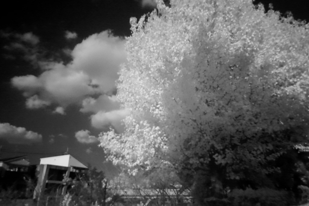 赤外線写真を撮ってみた』 SONY サイバーショット DSC-RX100 の 赤外線写真を撮ってみた』 SONY サイバーショット DSC-RX100 の