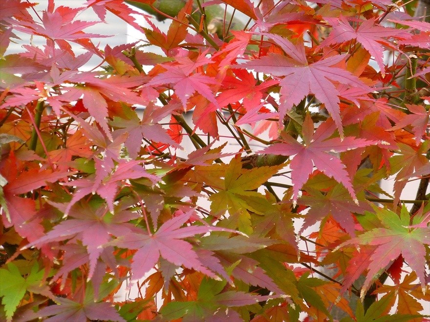 紅葉』 パナソニック LUMIX DMC-TZ30 のクチコミ掲示板 - 価格.com