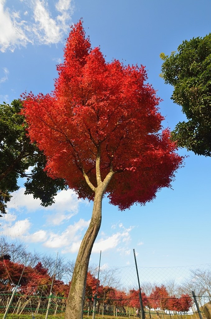 広角レンズ、背中を押して下さい！』 シグマ 10-20mm F3.5 EX DC