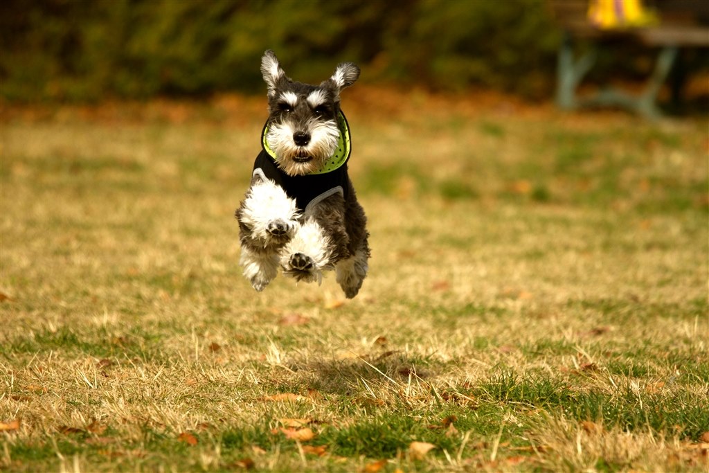 ドッグランでの犬の撮影について Canon Eos 7d ボディ のクチコミ掲示板 価格 Com