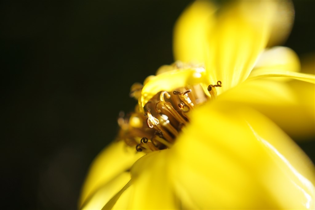 マクロレンズってこんなに難しいのか！』 SONY SEL30M35 の