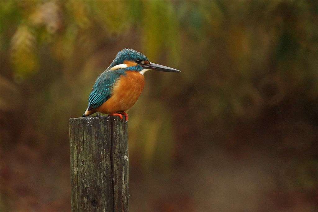 α使いの方にお勧め野鳥用レンズ！』 SONY 500mm F8 Reflex SAL500F80