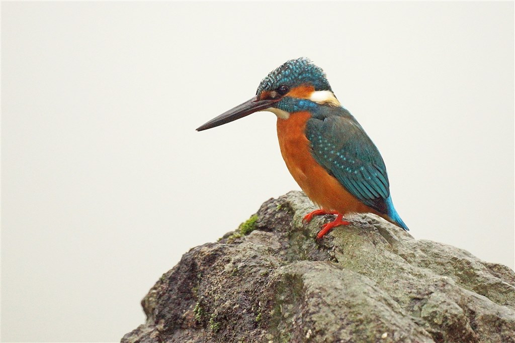 α使いの方にお勧め野鳥用レンズ！』 SONY 500mm F8 Reflex SAL500F80