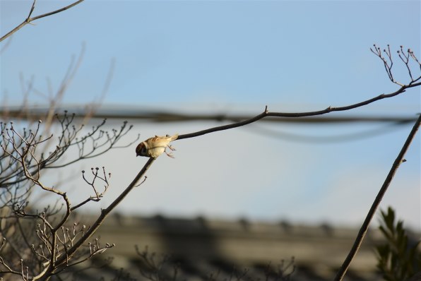 ニコン AI AF Zoom Nikkor ED 80-200mm F2.8Dで撮影された写真 - 価格.com