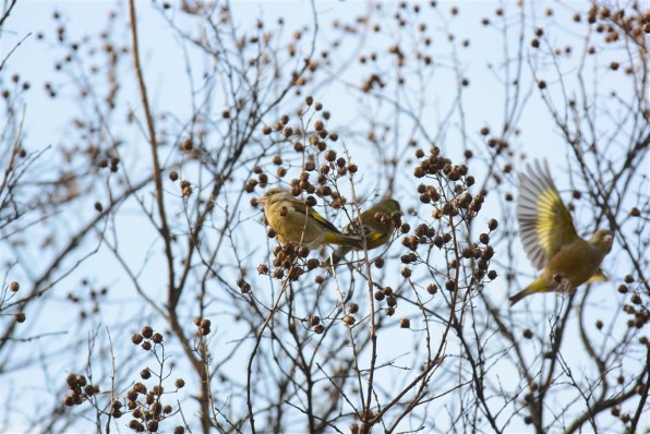 ニコン AI AF Zoom Nikkor ED 80-200mm F2.8Dで撮影された写真 - 価格.com