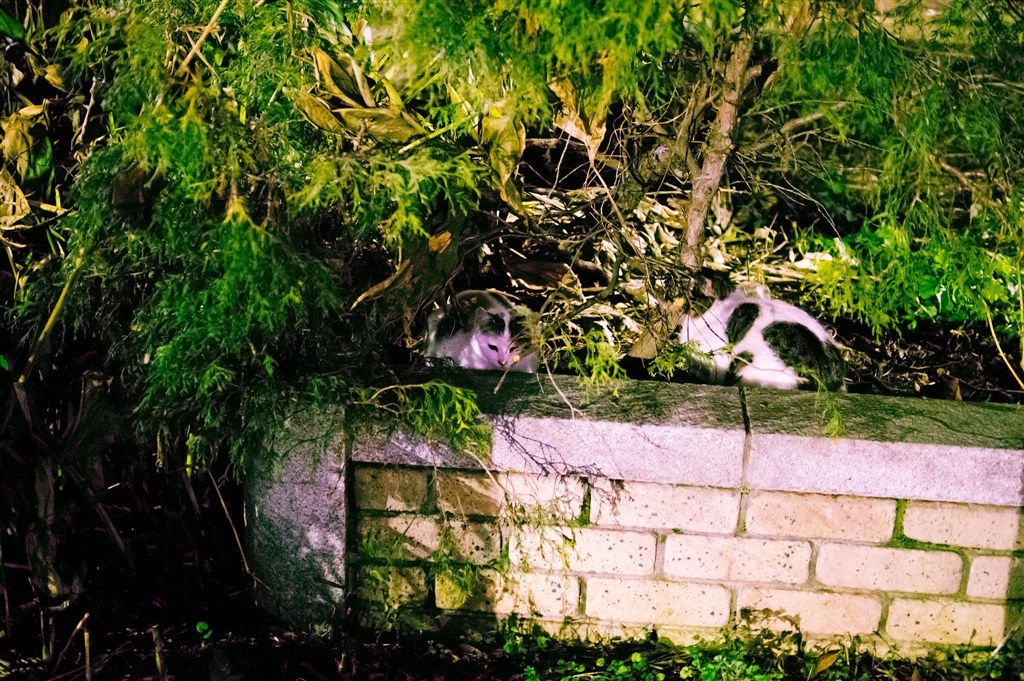 背景が美しい❤️SONY DT 35mm F1.8 SAM ❤️単焦点 SONY DT35mm F1.