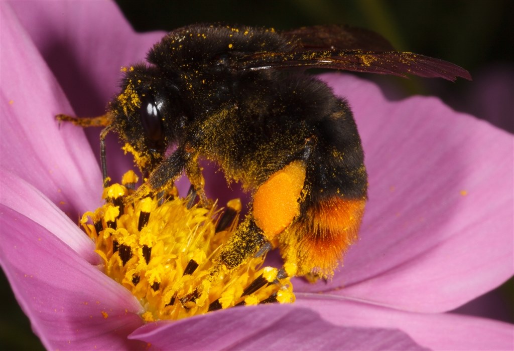 足についている丸いものは Canon Ef100mm F2 8l マクロ Is Usm のクチコミ掲示板 価格 Com