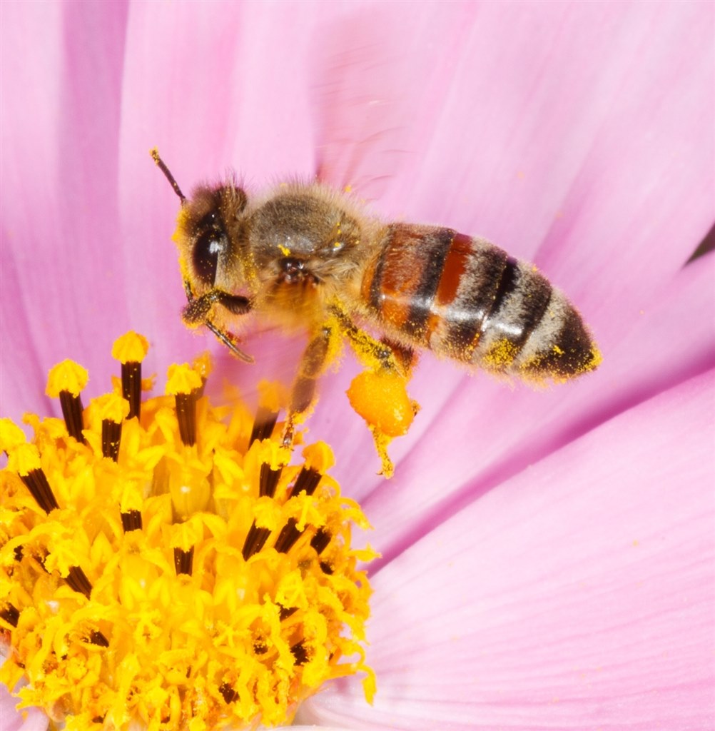 足についている丸いものは Canon Ef100mm F2 8l マクロ Is Usm のクチコミ掲示板 価格 Com