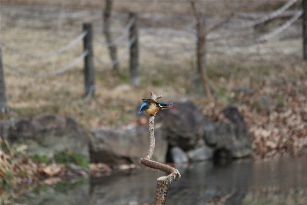 ✨ショット数420回✨Canon Kiss X5✨超望遠セット✨スポーツもOK