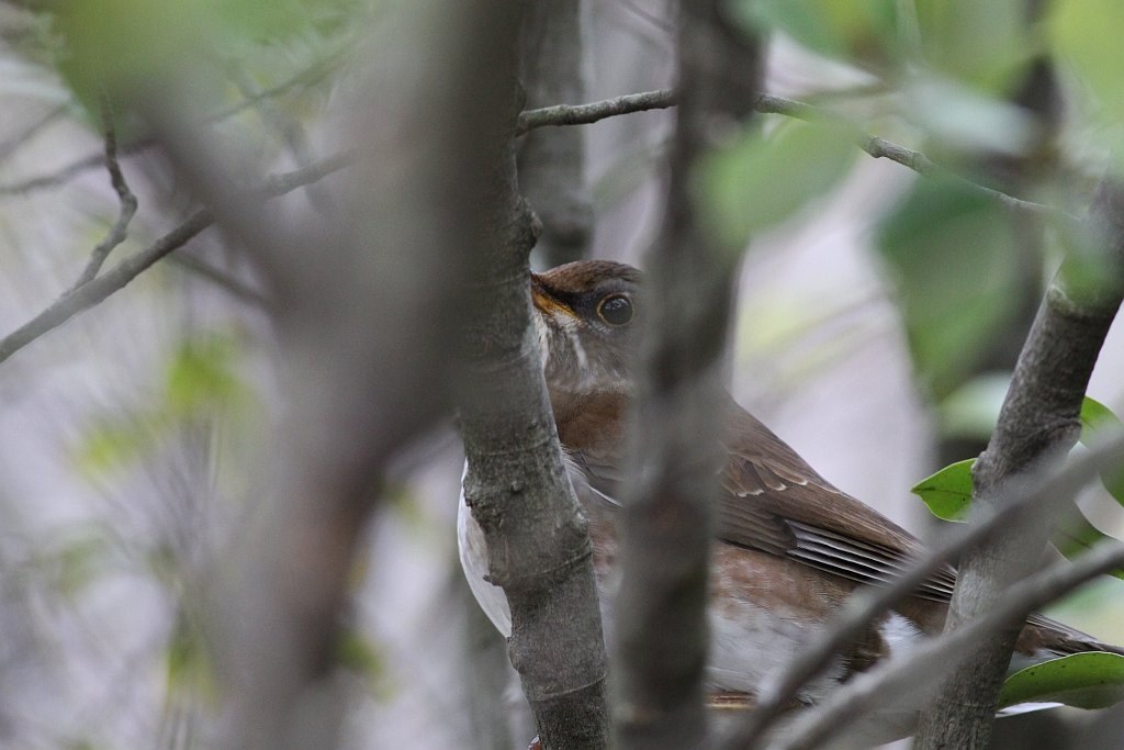 手持ち野鳥撮影でもっと寄りたい』 CANON EF400mm F5.6L USM の