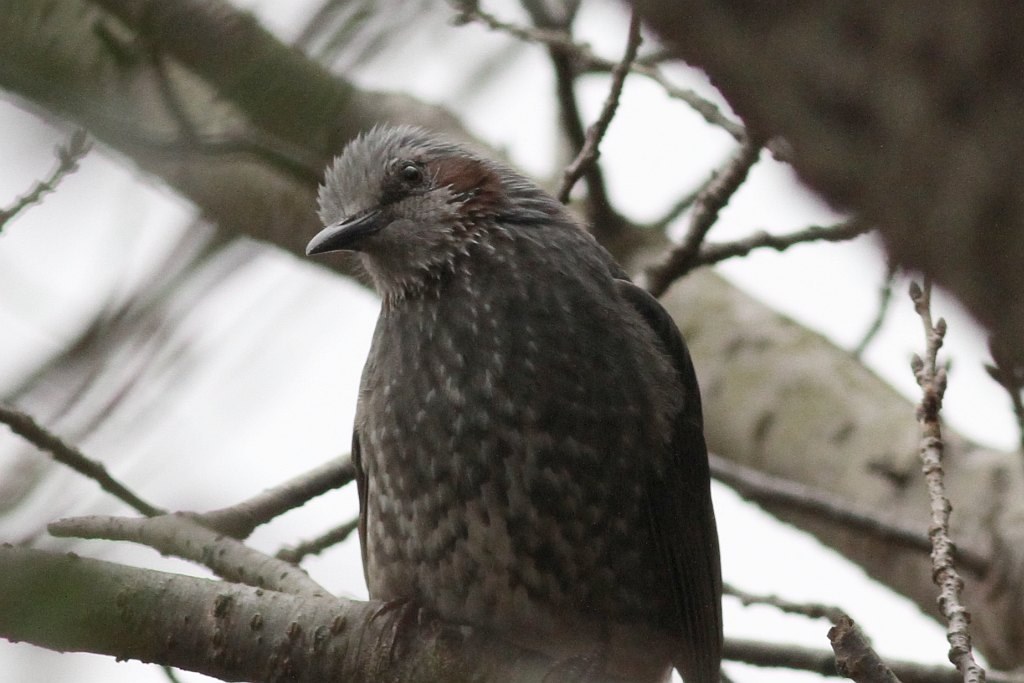 手持ち野鳥撮影でもっと寄りたい』 CANON EF400mm F5.6L USM の