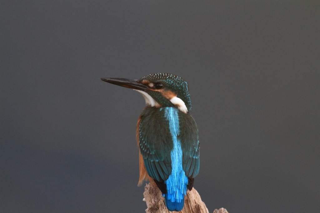 手持ち野鳥撮影でもっと寄りたい』 CANON EF400mm F5.6L USM の