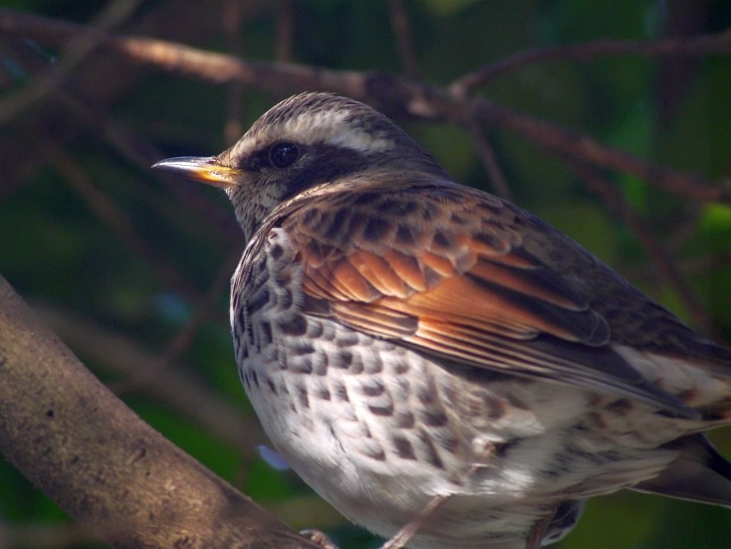 手持ち野鳥撮影でもっと寄りたい』 CANON EF400mm F5.6L USM の