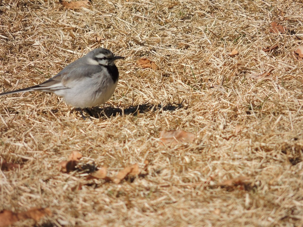 太った鳥 この鳥は・・・』 ニコン COOLPIX P510 のクチコミ掲示板 - 価格.com