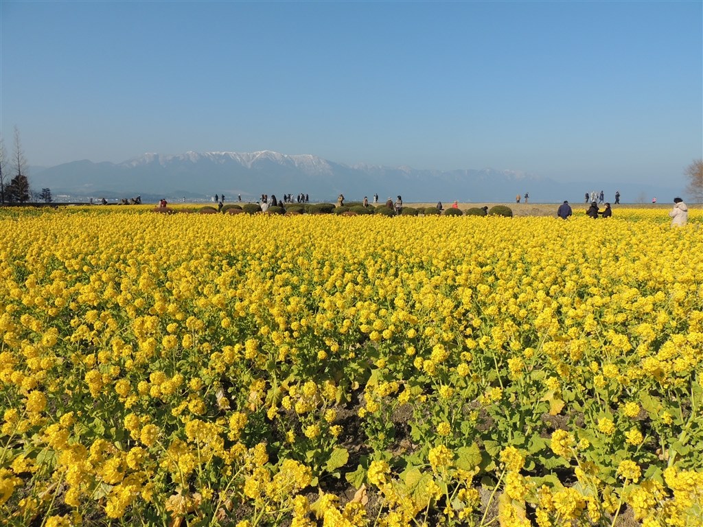 冬から一足早い春の景色 菜の花を撮ってきました ニコン Coolpix P510 のクチコミ掲示板 価格 Com