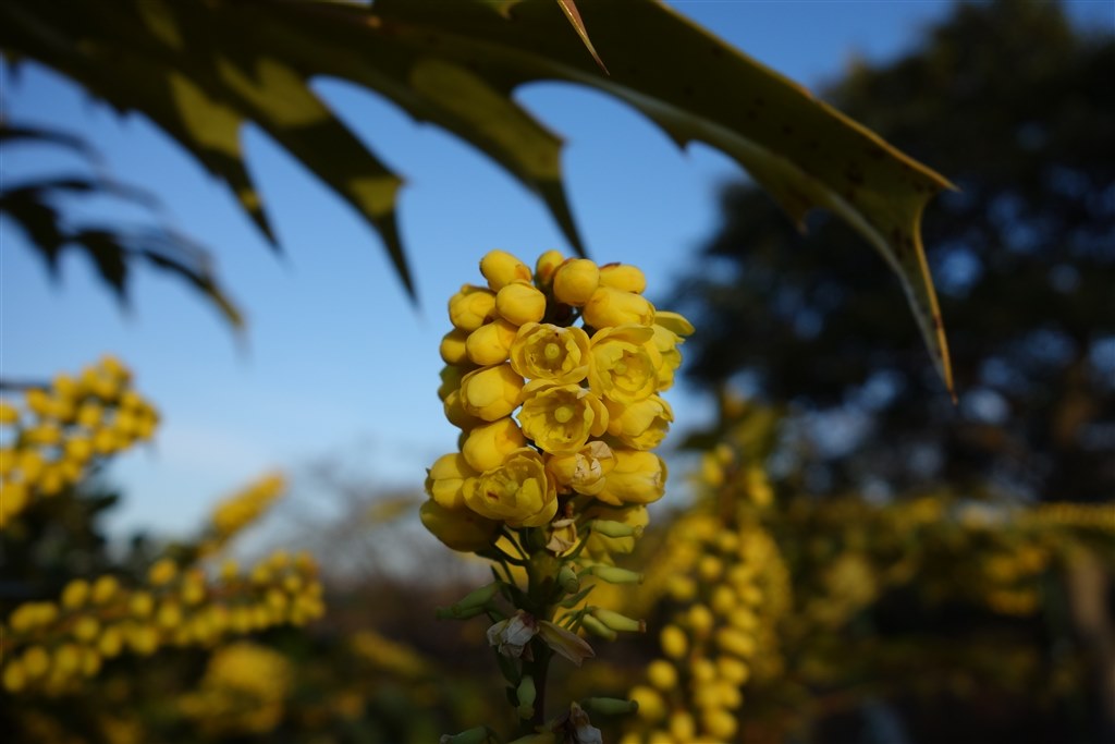 作例】RX100ならでは』 SONY サイバーショット DSC-RX100 のクチコミ