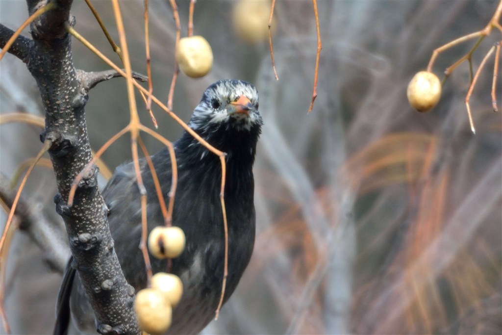 Reflex-NIKKOR 500mm f8（NEW) レポート』 ニコン Nikon 1 V2 ボディ