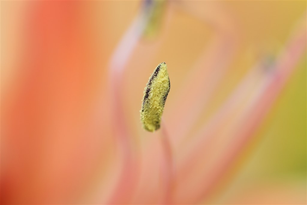 人物撮影する際のAF速度について』 SONY 100mm F2.8 Macro SAL100M28