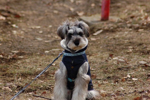 ニコン AF Zoom Nikkor 70-300mm F4-5.6G (シルバー)投稿画像・動画