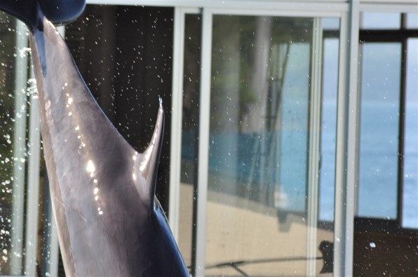 Nikon AF NIKKOR 70-300mm 1:4-5.6G シルバー Amazon.co.jp: Nikon AF Zoom Nikkor 70-300mm F4-5.6G シルバー (VR