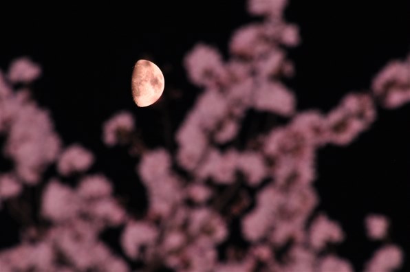 ニコン AF Zoom Nikkor 70-300mm F4-5.6G (シルバー)投稿画像