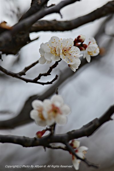 Nikon D600 ジャンク　作例あり Nikon D600 ジャンク 作例あり 【公式通販】