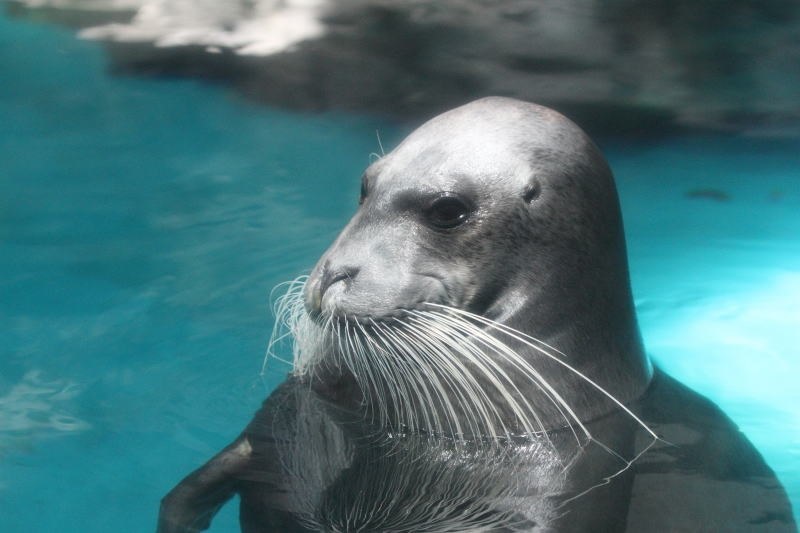 カット無し、アラブ首長国連邦、マナマ、美術シート cbj_s108_er tk07-007P0080050 キャノンループ | 【 生地問屋YAMATOMI 】大阪