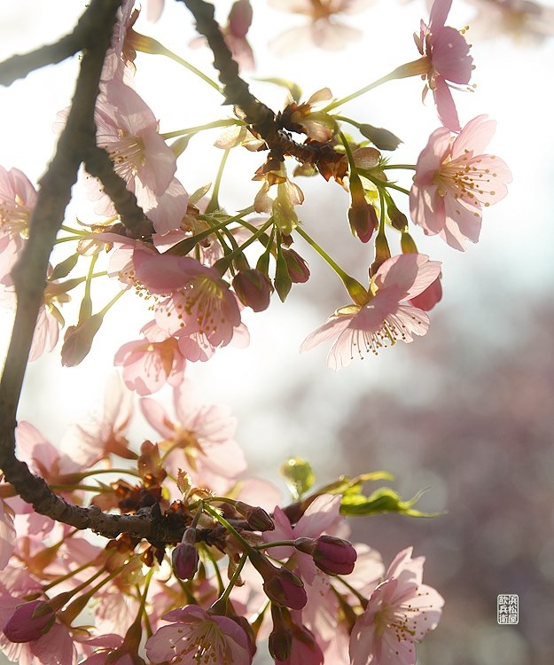 D800で使ってみましたが？』 TAMRON SP AF 28-75mm F/2.8 XR Di LD 