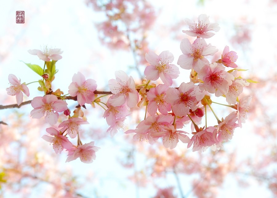 D800で使ってみましたが？』 TAMRON SP AF 28-75mm F/2.8 XR Di LD 