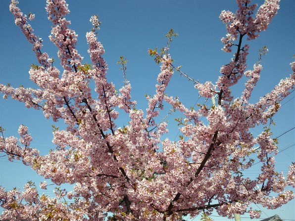 川津桜 桜咲く』 FCNT REGZA Phone T-01C docomo のクチコミ掲示板 - 価格.com