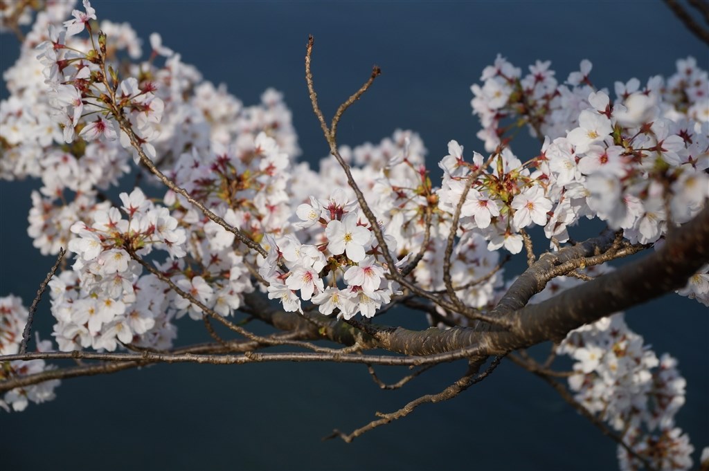 森で桜を撮ってきました』 SONY DT18-135mm F3.5-5.6 SAM 森で桜を撮ってきました』 SONY DT18-135mm F3.5-5.6 SAM