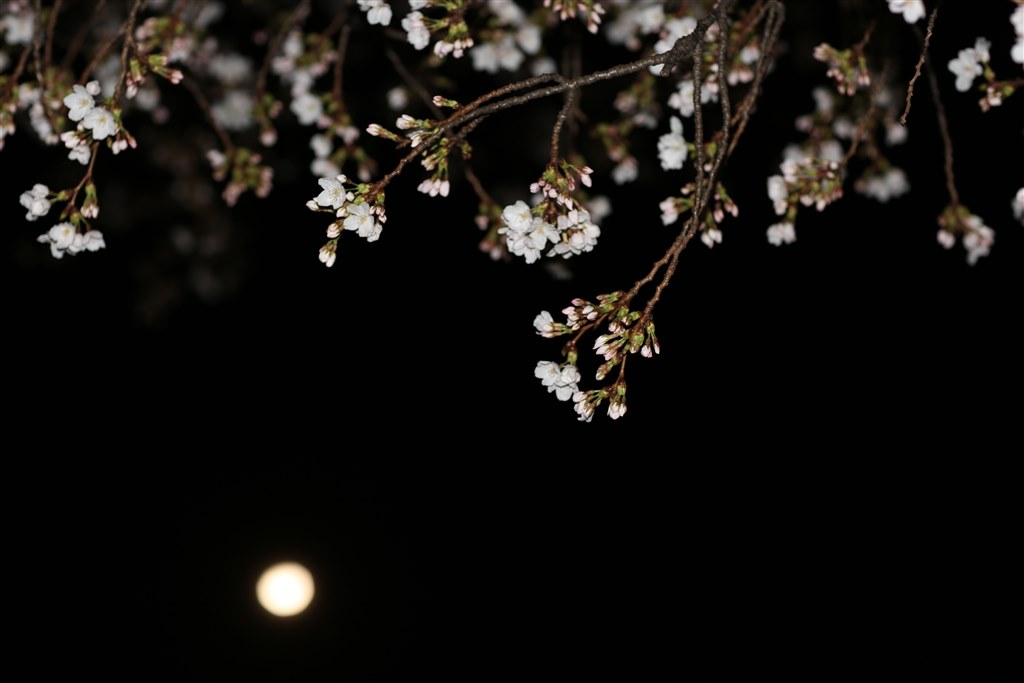 月と夜桜を同時に撮影するにはどうすればよいでしょう？』 CANON EOS